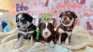 Download lagu The K-Paw Comeback! Adopt a K-Pop Star Today!  mp3