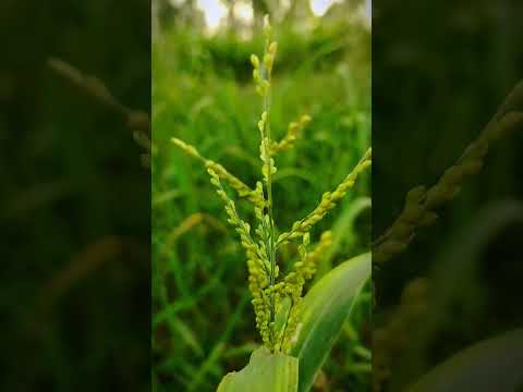 #shorts Photography #flower