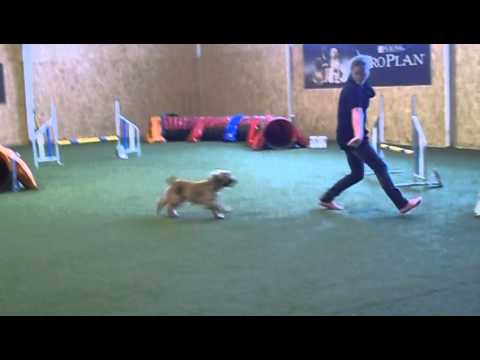 Daisy & Evelin - Open jumping (Pottendorf Télikupa, 3. forduló -  2013.02.09.)