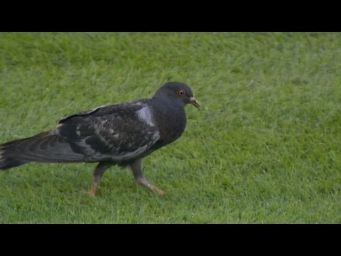Minor League Pitcher Catches Bird Walking To Dugout After Being Taken Out
