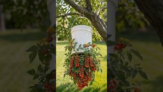 DIY Stop Buying Tomatoes This Old Trick Grows Them Fast at Home