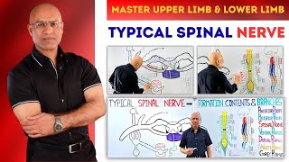 Master Typical Spinal Nerve | Upper Limb Lower Limb