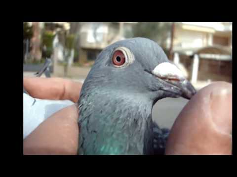 , title : 'Ταχυδρομικά περιστέρια "εντεκάφτερα" pigeons'