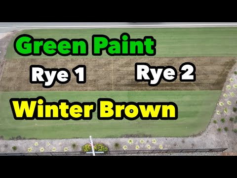 Ryegrass Over Seed vs Green Paint vs Dormant Bermudagrass
