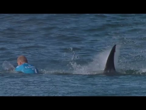 Hai-Angriff vor laufender Kamera