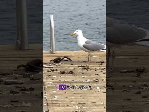 Seagull eats crab #animal #wildlife #seagulls #crab