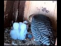 Red-footed falcon Day by day evoloution