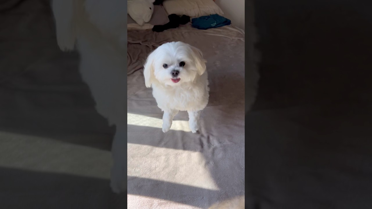 全部幸せさアウイェー