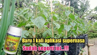 Download lagu CABE DENGAN PUPUK SUPER NASA mp3 Download lagu CABE DENGAN PUPUK SUPER NASA mp3