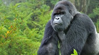 #first#time#rare#gorilla#discovery#animal#discovery#animal#planet#wonderful