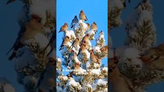 Secrets of the Bohemian Waxwing Revealed🐥🐥🐥
