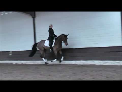 CARUSO 4j. v. Cansendo - Weltmeyer VB 7.500,- Euro