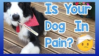 How to Tell if Your Dog is in Pain? Signs and Symptoms That Your Dog is in Pain and What to Look For