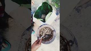 Download lagu KINEMA made at home!!!! | Traditional Nepali Food | Kinema | Kinama Making Process | mp3 Download lagu KINEMA made at home!!!! | Traditional Nepali Food | Kinema | Kinama Making Process | mp3