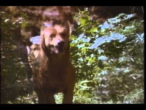 the pack 1977 ( the long dark night ) the chase/ tom's death