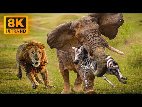 4K(ULTRA)HD African Wildlife / 4K TV: Lions,Zebra,Antelope - Scenic Wildlife Film With Calming Music
