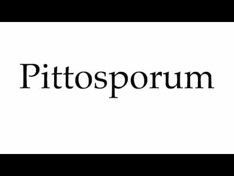 How to Pronounce Pittosporum