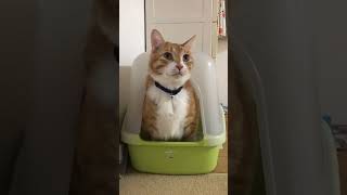 永遠におしっこする猫#shorts #ショート
