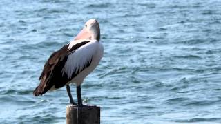 preview picture of video 'Australian Pelican (Pelecanus conspicillatus) / Brillenpelikan [4]'