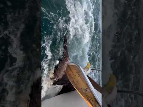 This eagle was drowning in extreme current and we saved it! Whole story coming soon