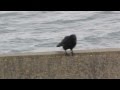 Birds and Wildlife UK ~ The Carrion Crow . Corvus Corone