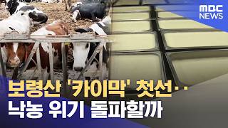 보령산 '카이막' 첫선‥ 낙농 위기 돌파할까 (2026.04.18/뉴스데스크/대전MBC)