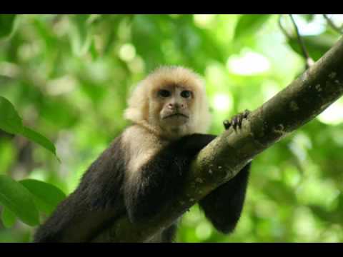 UK Apachi feat Shy FX - Original Nuttah (Bhangra Remix) (High Quality)