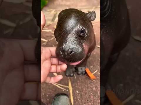 😨 Baby Hippo Gets Angry at His Mom #shorts