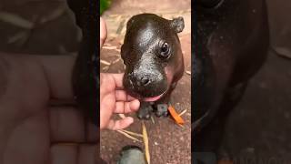 😨 Bebe Hipopótamo Se ENOJA Con SU  MAMÁ #shorts