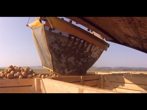 Kartoffel Ernte 2019