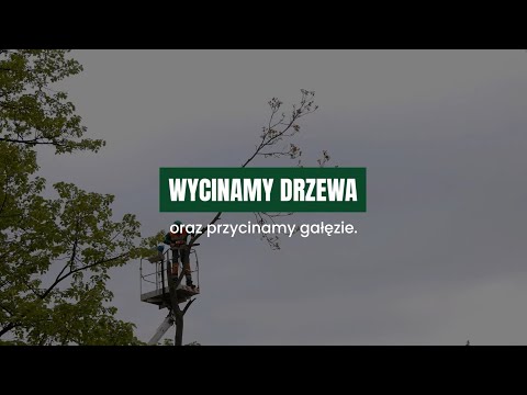Zobacz filmy, Wycinka drzew - REXMARK, Jedlicze A