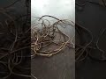 Roots Of The Shivanaga Tree Wriggle For 15 Days After Being Cut From The Tree