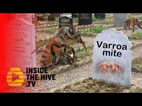, title : 'Honey bees defeat Varroa mites'
