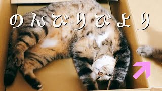クロンとミニポンののんびり日和(子猫たちに癒され続ける日々)