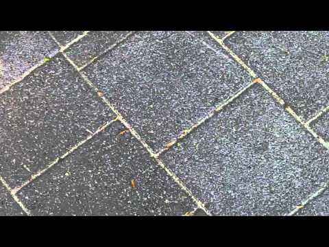 Proces Lelystad en Tarik Z. en de terechte NOS - kaping!