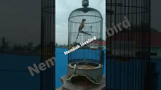 Download lagu cendet gacor nembak lovebird panjang mp3