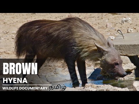 Brown Hyenas