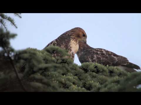 2011-07-31 Fifth Avenue Hawks
