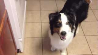 Australian Shepherd - "ACE" - Service Dog in Training - mobility impaired assist/help