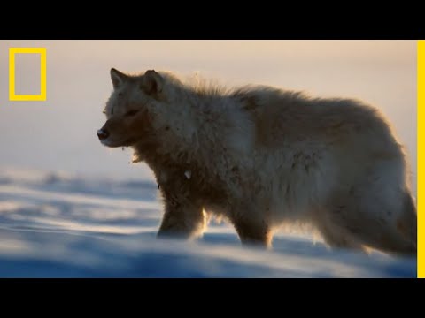 Le loup arctique, chasseur des neiges
