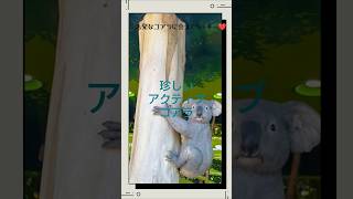 #動物の世界①コアラ【母さんおはよう】#大杉久美子 #癒し#動物#かわいい