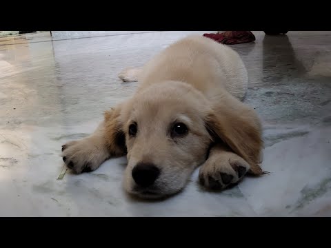 Daily routine medicine golden retriever #subscribe #youtuber #youtube #youtubeshorts #pyaripankti