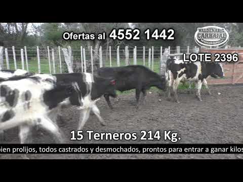 Lote 15 Terneros 14 HO y 1 Kiwi 214kg -  en Minuano, Ruta 1 141km