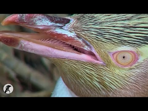 image-Do sea lions eat yellow-eyed penguins?