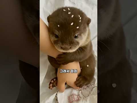 아기수달의 3주 후 놀라운 변화!