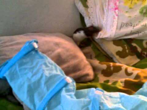 how to teach your pet rat to come when called please watch