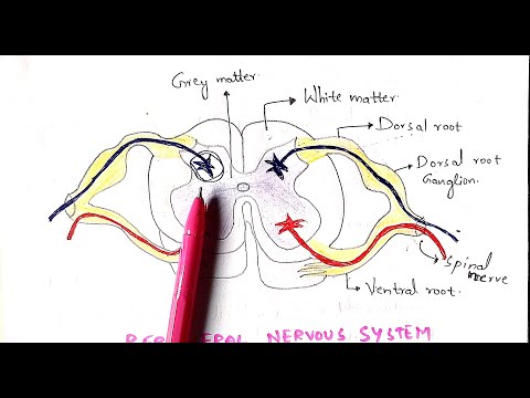 STRUCTURE OF HEART OF FROG BY PHANINDRA GUPTA