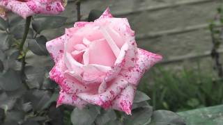 preview picture of video 'Hybrid tea Rose'