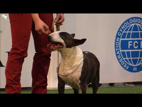 VDH Europasieger - Tag 3 // Veteranen (BSA)