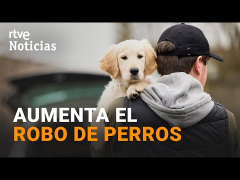 La MODA por algunas RAZAS provoca la REVENTA de ANIMALES ROBADOS | RTVE Noticias
